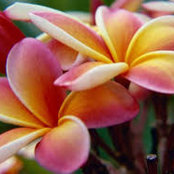 Helga Wagner Mayrose's photo