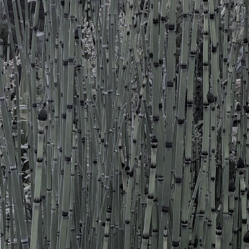 Equisetum