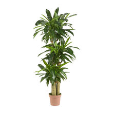 Plants