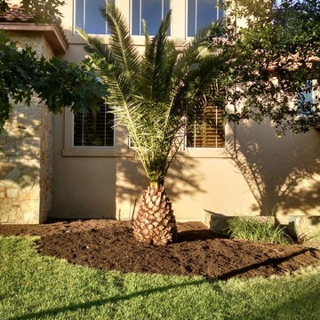 Canary Isaland Date Palm (Phoenix canariensis)
