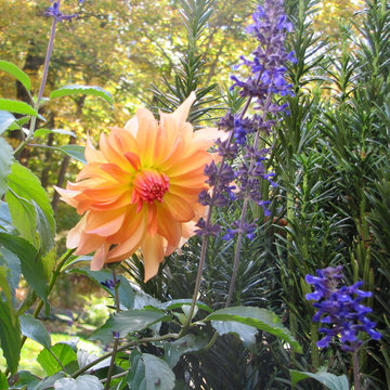 Great Plant Combos