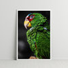 Green Parrot Cute Funny Animal Macro Photography, 5"x7", Traditional Print