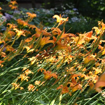 Our Townhouse Garden, 2018