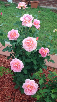 Tiffany Hybrid Tea Rose