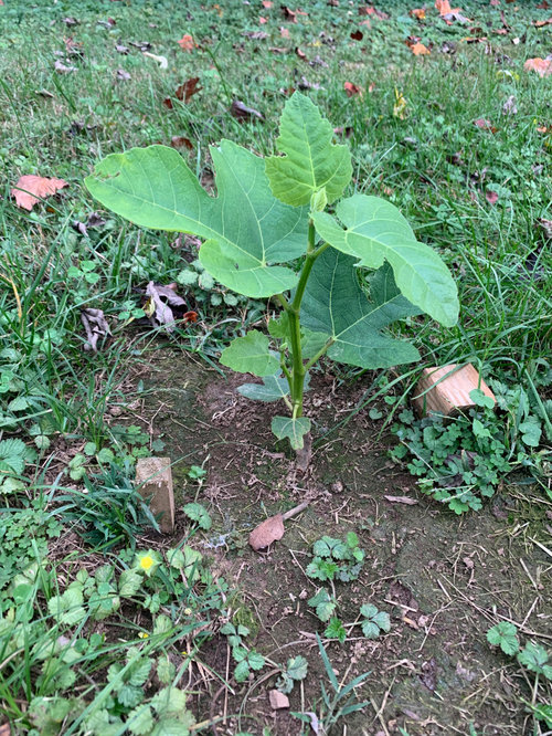 How to protect young fig tree in winter, zone 7A