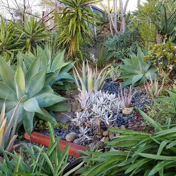 Northeast LA Hillside Home Landscape