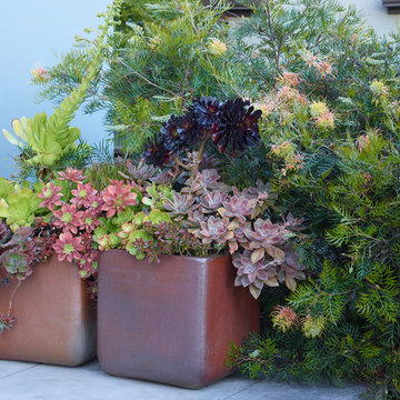 Oakland Hill Top HIdeaway Garden