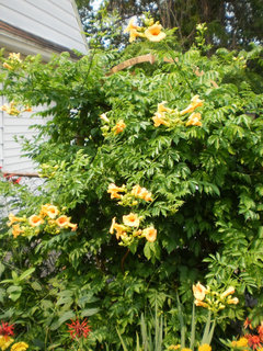 Image of Summer jazz fire trumpet vine forest