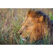 David Kiania's photo