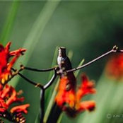 Foto de Ken Roeder