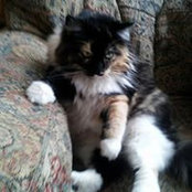 Bo Bohlmann's photo