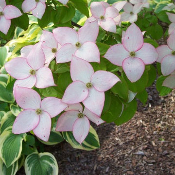 Spring Color