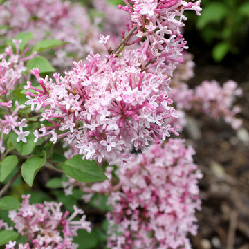 Scent and Sensibility™ Pink Lilac