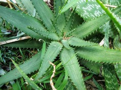 Long trip about the aloe garden | Houzz Forum