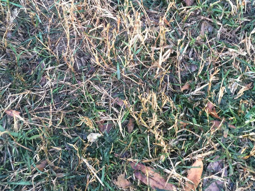 Does Bermuda Grass Do This During The Winter