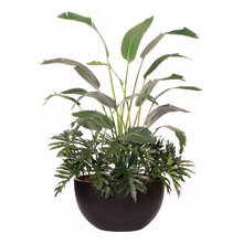 Tropical Plants