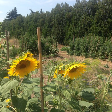 Potager biologique