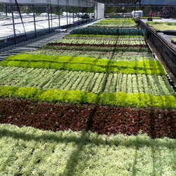 Growing  Vertical Wall Panels - Outdoor Products