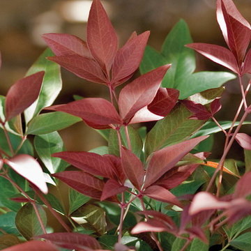 Obsession™ Nandina Nandina domestica 'Seika' PP#21891