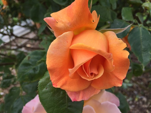Help me identify this beautiful rose