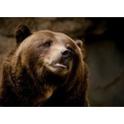 Solomon Bodnar's photo