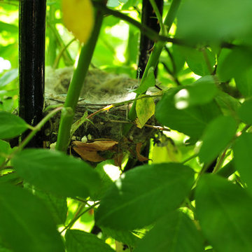 The baby Goldfinches have fledged