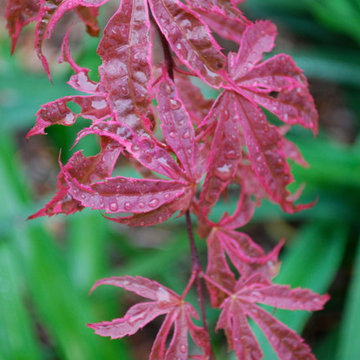 Favorite Plants and Cool Stuff