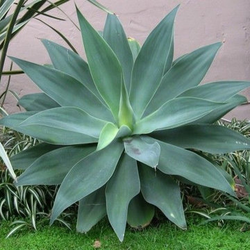 Individual Plant Photos # 1:Customer Aid (Not complete- hundreds will be here)