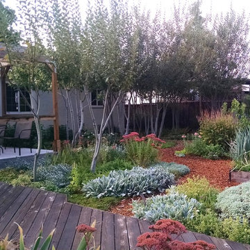 Shoestring eco-paradise and plant experimentation station