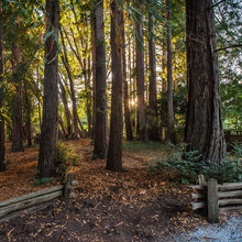 Woodlandarea