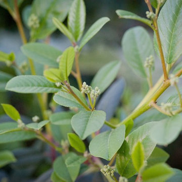 Coffeeberry