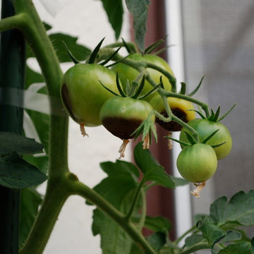 Growing Tomatoes in Containers