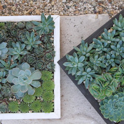Succulent arrangements - Outdoor Pots And Planters