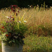 tammy_torkelson's ideas