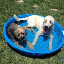 dogs