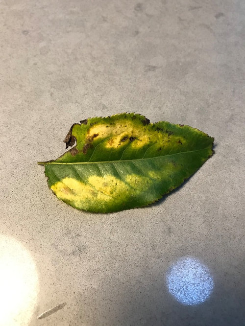 pear tree leaves turning yellow