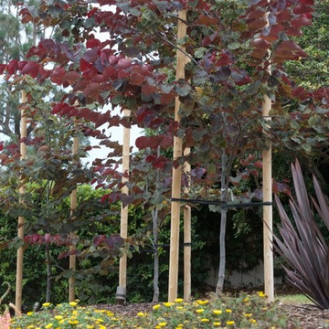 Eastern Red Bud trees act as neighbor screen.