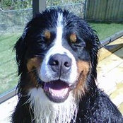 Patricia Verbeek-McIlveen's photo