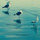 webuser_6992718