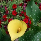 Sidonie Rowsell's photo