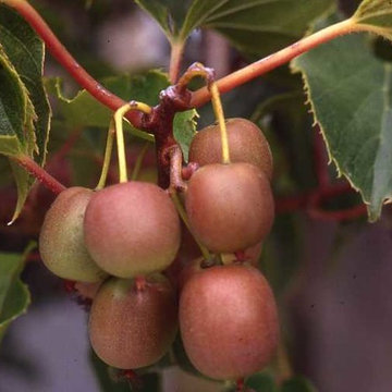 Permaculture/Farms