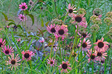 August Prairie Flowers