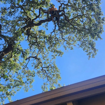 Greenview Tree Care
