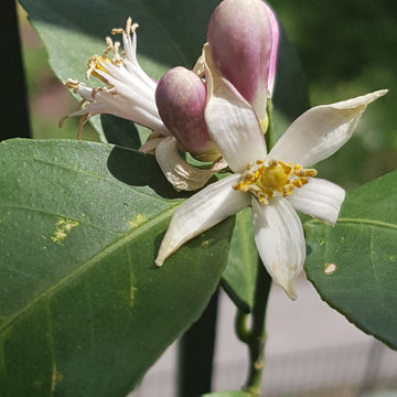 BALCONY GARDEN - an Edible and Ornamental Garden in the Sky