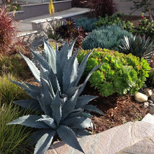 front landscape
