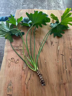 Philodendron bipinnatifidum propagation. | Houzz Forum