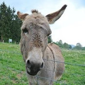 Foto von Frank Maas