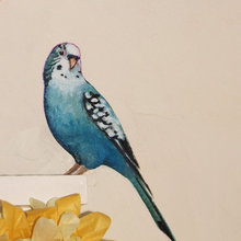 parakeet