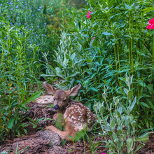 Our Houzz:  Durango Wildlife Habitat: flora & fawns, fish, bears & more
