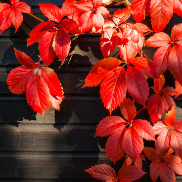 Autumn Interest